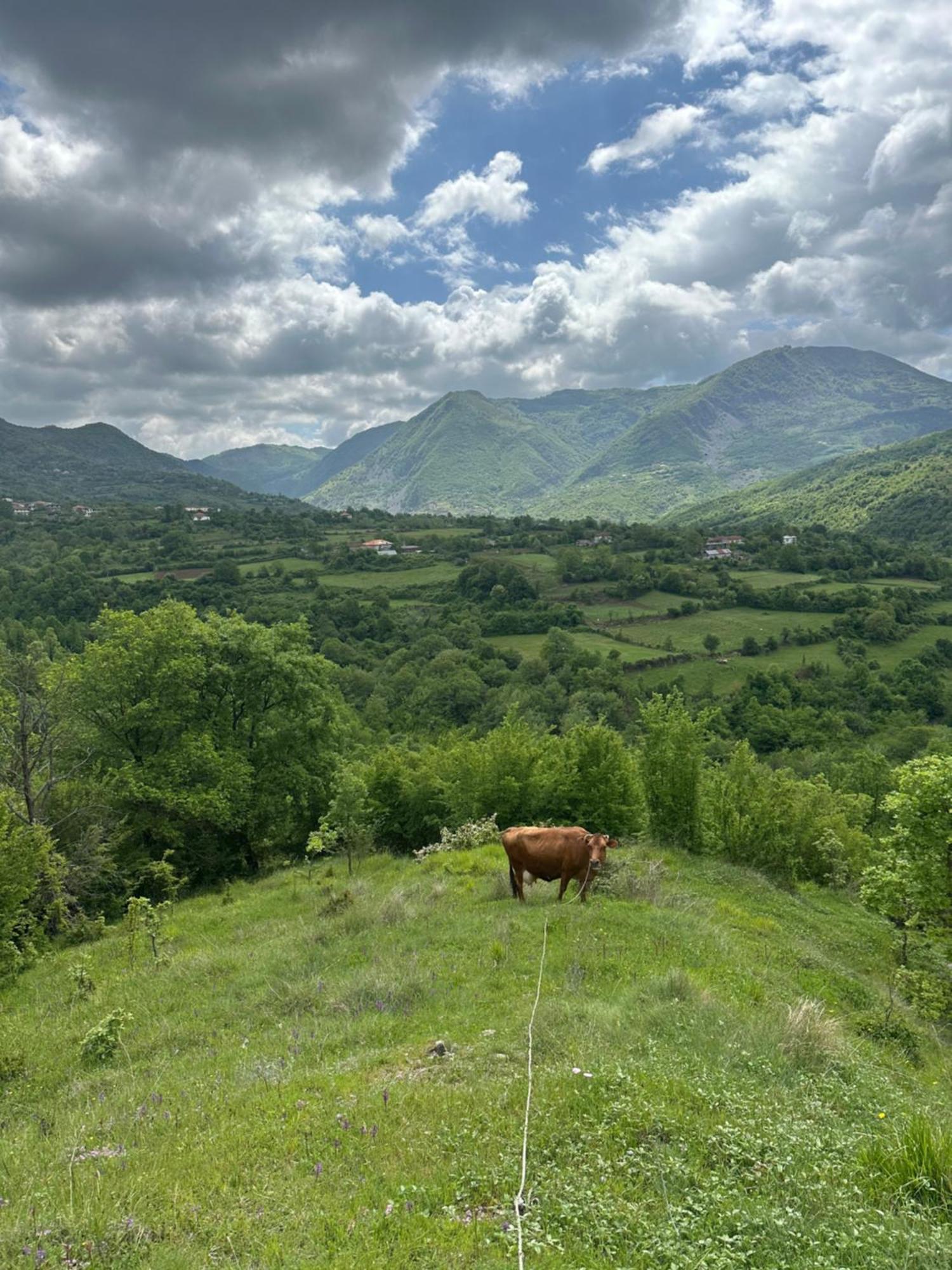 Vila Disha Тирана Экстерьер фото